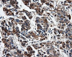 Invitrogen FAHD2A Monoclonal Antibody (OTI6D9) 100 &mu;L; Unconjugated:Antibodies,