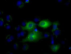 Invitrogen IFIT1 Monoclonal Antibody (OTI3G8) 100 &mu;L; Unconjugated:Antibodies,