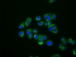 Invitrogen IFIT1 Monoclonal Antibody (OTI3G8) 100 &mu;L; Unconjugated:Antibodies,