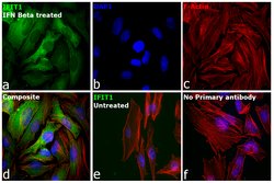 Invitrogen IFIT1 Monoclonal Antibody (OTI3G8) 100 &mu;L; Unconjugated:Antibodies,