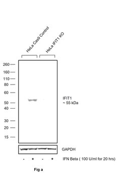 Invitrogen IFIT1 Monoclonal Antibody (OTI3G8) 100 &mu;L; Unconjugated:Antibodies,