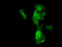 Invitrogen Annexin A11 Monoclonal Antibody (OTI1C6) 100 &mu;L; Unconjugated:Antibodies,