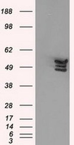 Invitrogen Annexin A11 Monoclonal Antibody (OTI1C6) 100 &mu;L; Unconjugated:Antibodies,