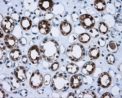 Invitrogen BHMT Monoclonal Antibody (OTI3E11) 100 &mu;L; Unconjugated:Antibodies,