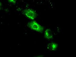 Invitrogen SIL1 Monoclonal Antibody (OTI3E3) 100 &mu;L; Unconjugated:Antibodies,