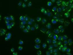 Invitrogen SIL1 Monoclonal Antibody (OTI3E3) 100 &mu;L; Unconjugated:Antibodies,