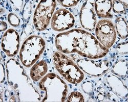 Invitrogen SIL1 Monoclonal Antibody (OTI3E3) 100 &mu;L; Unconjugated:Antibodies,