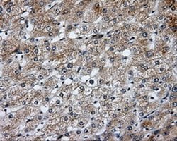 Invitrogen SIL1 Monoclonal Antibody (OTI3E3) 100 &mu;L; Unconjugated:Antibodies,