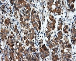 Invitrogen SIL1 Monoclonal Antibody (OTI3E3) 100 &mu;L; Unconjugated:Antibodies,