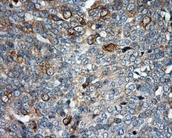 Invitrogen SIL1 Monoclonal Antibody (OTI3E3) 100 &mu;L; Unconjugated:Antibodies,
