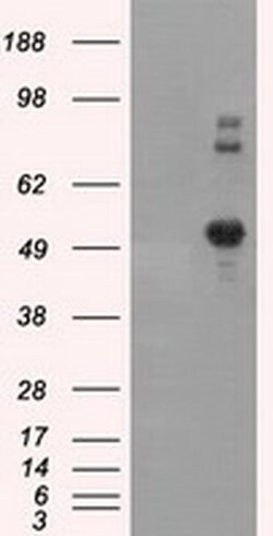 Invitrogen SIL1 Monoclonal Antibody (OTI3E3) 100 &mu;L; Unconjugated:Antibodies,
