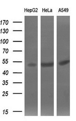 Invitrogen SIL1 Monoclonal Antibody (OTI3E3) 100 &mu;L; Unconjugated:Antibodies,