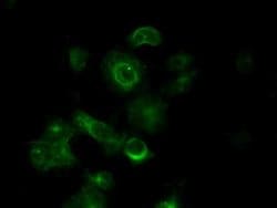 Invitrogen TUBA8 Monoclonal Antibody (OTI3E10) 100 &mu;L; Unconjugated:Anticuerpos