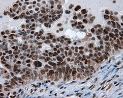 Invitrogen SIL1 Monoclonal Antibody (OTI1F9) 100 &mu;L; Unconjugated:Antibodies,