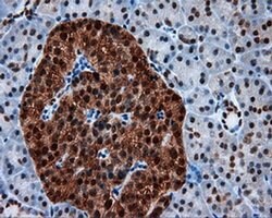 Invitrogen SIL1 Monoclonal Antibody (OTI1F9) 100 &mu;L; Unconjugated:Antibodies,