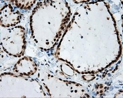 Invitrogen SIL1 Monoclonal Antibody (OTI1F9) 100 &mu;L; Unconjugated:Antibodies,