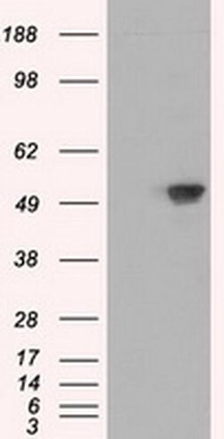 Invitrogen SIL1 Monoclonal Antibody (OTI1F9) 100 &mu;L; Unconjugated:Antibodies,