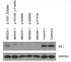 Invitrogen SIL1 Monoclonal Antibody (OTI1F9) 100 &mu;L; Unconjugated:Antibodies,