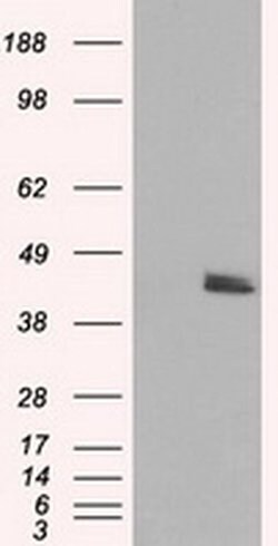 Invitrogen RF1ML Monoclonal Antibody (OTI1B3) 100 &mu;L; Unconjugated:Antibodies,