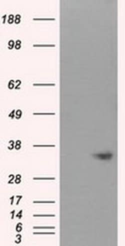 Invitrogen NIT1 Monoclonal Antibody (OTI4D12) 100 &mu;L; Unconjugated:Antibodies,