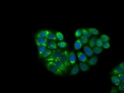 Invitrogen KCTD5 Monoclonal Antibody (OTI3C8) 100 &mu;L; Unconjugated:Antibodies,