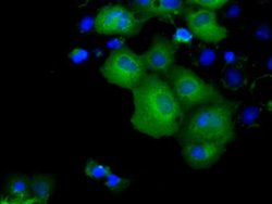Invitrogen KCTD5 Monoclonal Antibody (OTI3C8) 100 &mu;L; Unconjugated:Antibodies,