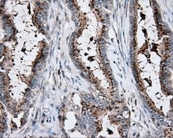 Invitrogen KCTD5 Monoclonal Antibody (OTI3C8) 100 &mu;L; Unconjugated:Antibodies,