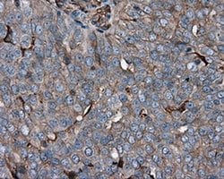 Invitrogen KCTD5 Monoclonal Antibody (OTI3C8) 100 &mu;L; Unconjugated:Antibodies,