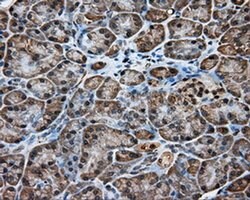 Invitrogen KCTD5 Monoclonal Antibody (OTI3C8) 100 &mu;L; Unconjugated:Antibodies,