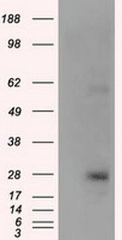 Invitrogen KCTD5 Monoclonal Antibody (OTI3C8) 100 &mu;L; Unconjugated:Antibodies,