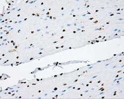 Invitrogen KIAA1609 Monoclonal Antibody (OTI12B1) 100 &mu;L; Unconjugated:Antibodies,