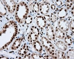 Invitrogen KIAA1609 Monoclonal Antibody (OTI12B1) 100 &mu;L; Unconjugated:Antibodies,