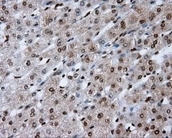 Invitrogen KIAA1609 Monoclonal Antibody (OTI12B1) 100 &mu;L; Unconjugated:Antibodies,