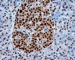 Invitrogen KIAA1609 Monoclonal Antibody (OTI12B1) 100 &mu;L; Unconjugated:Antibodies,