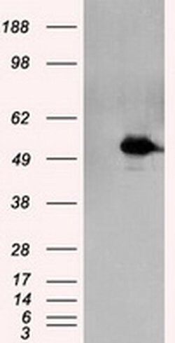 Invitrogen KIAA1609 Monoclonal Antibody (OTI12B1) 100 &mu;L; Unconjugated:Antibodies,