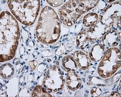 Invitrogen SIL1 Monoclonal Antibody (OTI1C4) 100 &mu;L; Unconjugated:Antibodies,