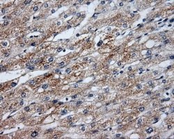 Invitrogen SIL1 Monoclonal Antibody (OTI1C4) 100 &mu;L; Unconjugated:Antibodies,