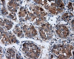 Invitrogen SIL1 Monoclonal Antibody (OTI1C4) 100 &mu;L; Unconjugated:Antibodies,