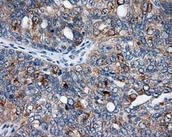 Invitrogen SIL1 Monoclonal Antibody (OTI1C4) 100 &mu;L; Unconjugated:Antibodies,