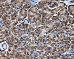 Invitrogen SIL1 Monoclonal Antibody (OTI1C4) 100 &mu;L; Unconjugated:Antibodies,