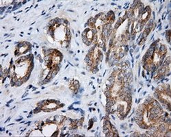 Invitrogen SIL1 Monoclonal Antibody (OTI1C4) 100 &mu;L; Unconjugated:Antibodies,