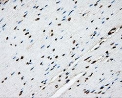 Invitrogen PTPRE Monoclonal Antibody (OTI3D4) 100 &mu;L; Unconjugated:Antibodies,