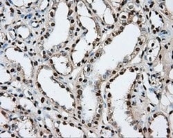 Invitrogen PTPRE Monoclonal Antibody (OTI3D4) 100 &mu;L; Unconjugated:Antibodies,