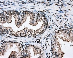 Invitrogen PTPRE Monoclonal Antibody (OTI3D4) 100 &mu;L; Unconjugated:Antibodies,