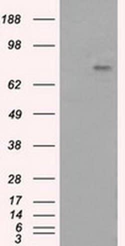 Invitrogen PTPRE Monoclonal Antibody (OTI3D4) 100 &mu;L; Unconjugated:Antibodies,