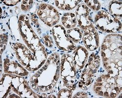 Invitrogen NPR3 Monoclonal Antibody (OTI11H6) 100 &mu;L; Unconjugated:Antibodies,