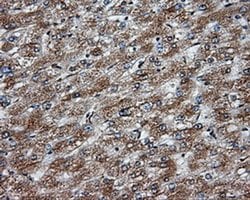 Invitrogen NPR3 Monoclonal Antibody (OTI11H6) 100 &mu;L; Unconjugated:Antibodies,