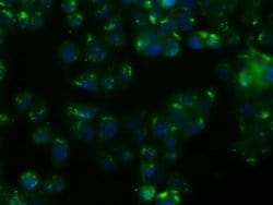 Invitrogen NIT1 Monoclonal Antibody (OTI3A11) 100 &mu;L; Unconjugated:Antibodies,