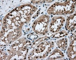 Invitrogen NIT1 Monoclonal Antibody (OTI3A11) 100 &mu;L; Unconjugated:Antibodies,