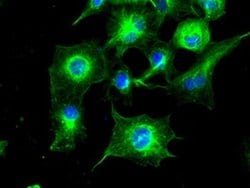 Invitrogen TUBA8 Monoclonal Antibody (OTI2G6) 100 &mu;L; Unconjugated:Antibodies,